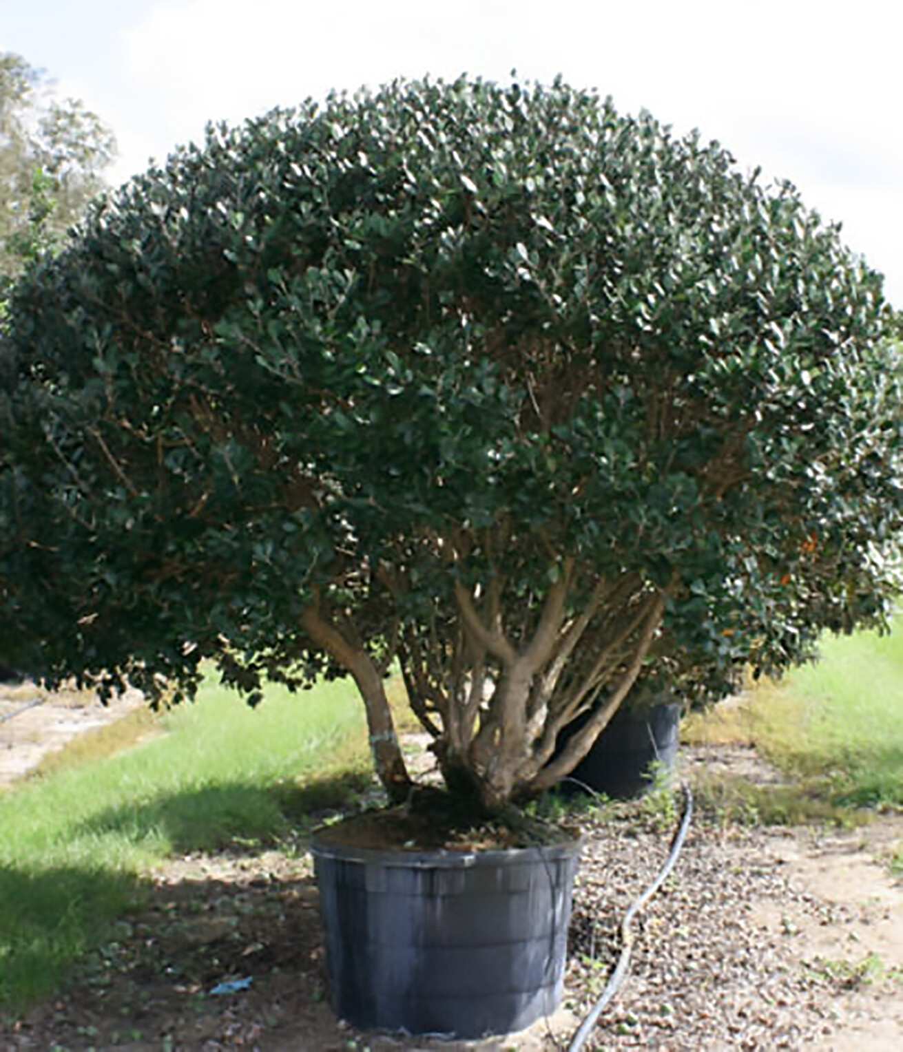 Guava, Psidium guajava, Tree Seeds