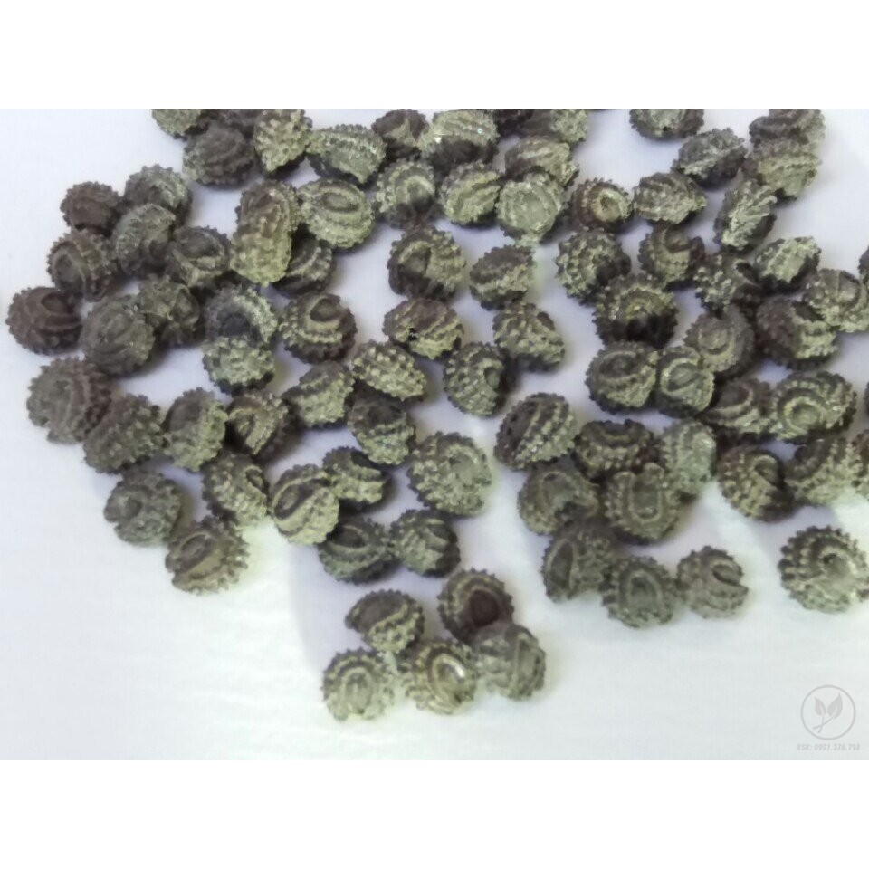 Green Glass Jelly Vine Seeds (Tiliacora Triandra) – Sương Sâm Lông