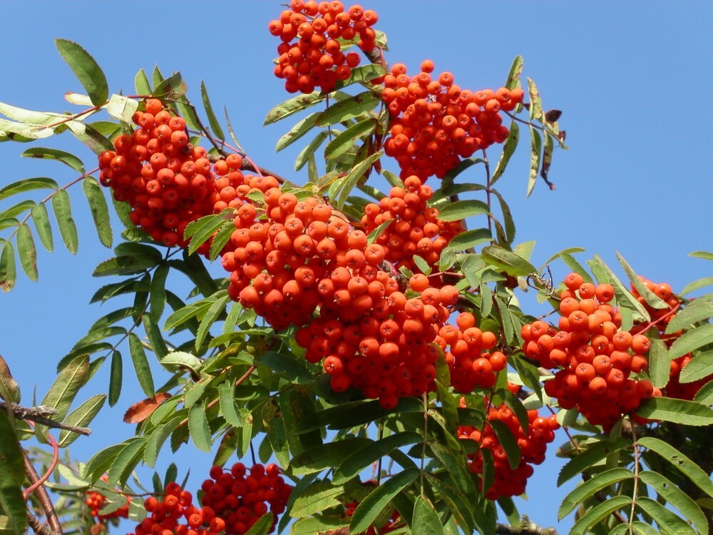 EUROPEAN MOUNTAIN ASH Sorbus Aucuparia – 20 SEEDS. FREE S&H