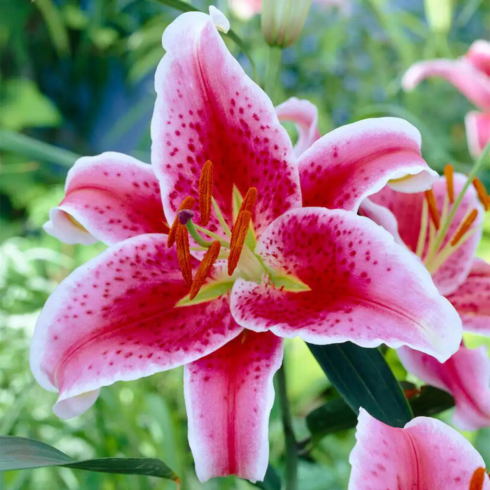 16 cm/18 cm, Stargazer Oriental Lily Flower Bulbs (Bag of 10)