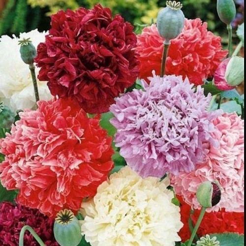 Bulk 2,500 Organic Seeds Mixed Colors Peony Poppy Doubles Seed Mix For Planting