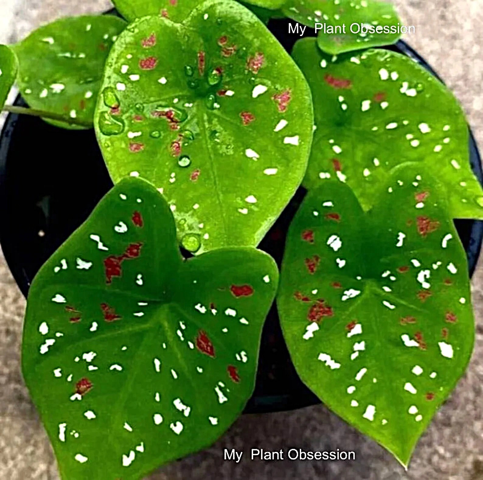 Caladium Florida Clown” Size#2(2 bulbs) (You get 2 bulbs)