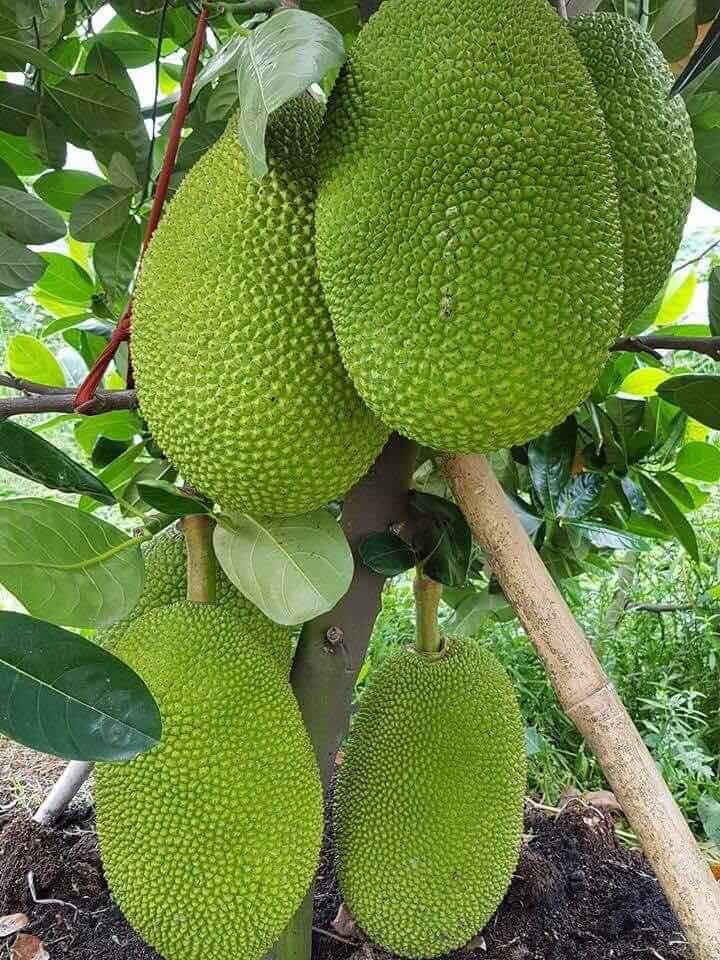 Thai Jackfruit Tree LIVE Plant | 5-8 Inches |Fast Growing Tropical Fruit Organic