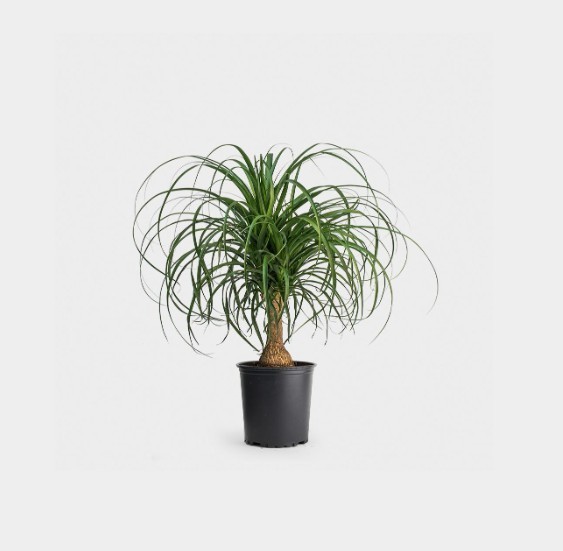 Ponytail Palm Beaucarnea Recurvata Live Plant 6″ Pot Elephant Foot Houseplant