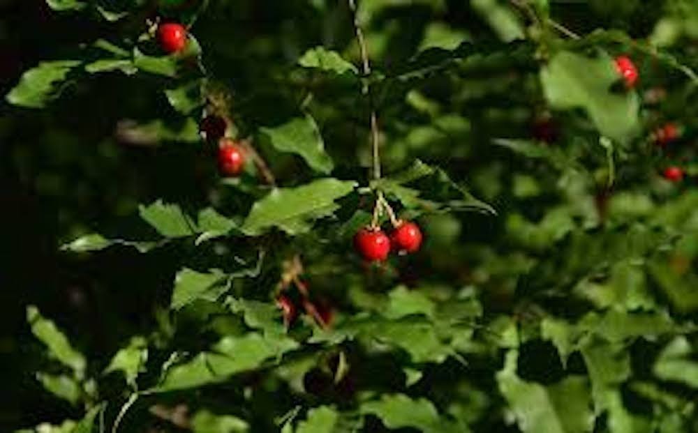 5 Barbados Cherry Tree Malpighia Emarginata Starter Plant
