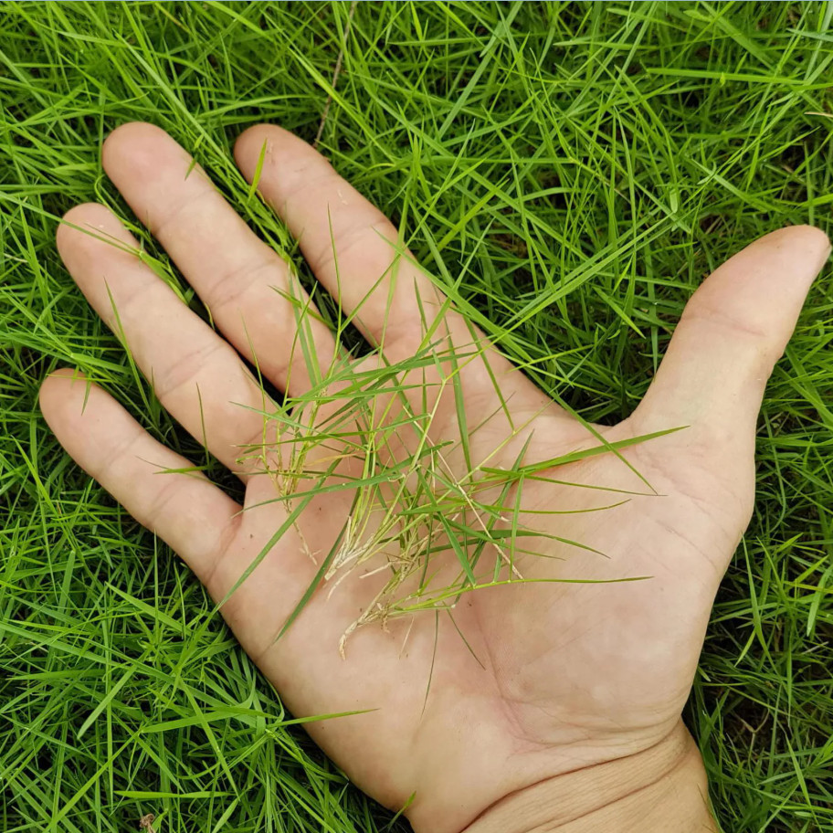 5lbs Smart Patch Zenith Zoysia Grass Seed Mix, Zenith Grass Seeds for Lawn