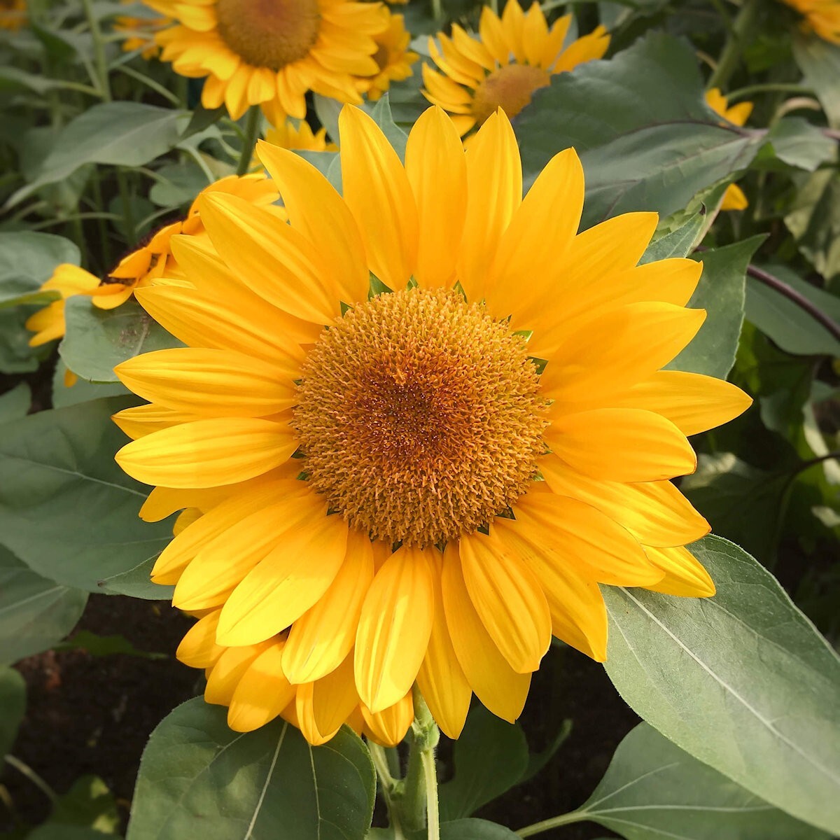 1/4 Lb Grey Stripe Sunflower Wildflower Seeds – Everwilde Farms Mylar Packet