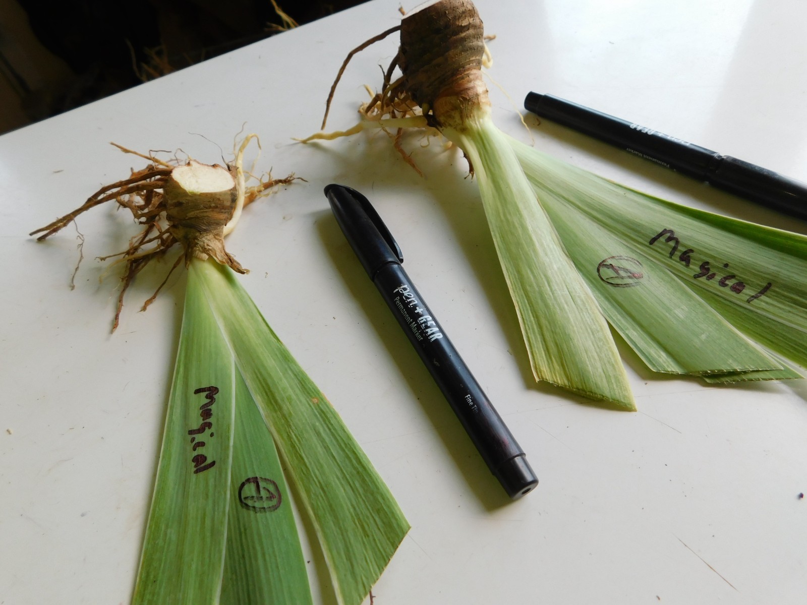Tall Bearded Iris MAGICAL LOT A Freshly Dug