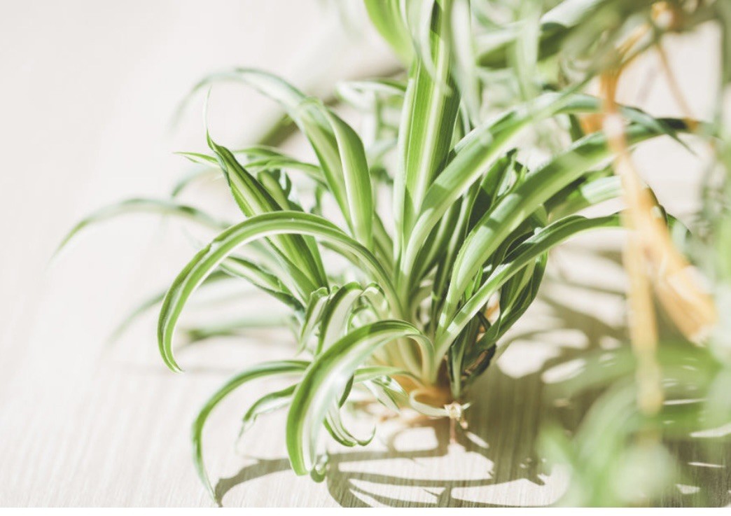 5 Spider Airplane Plants Rooted Starts / Variegated / Live Plants