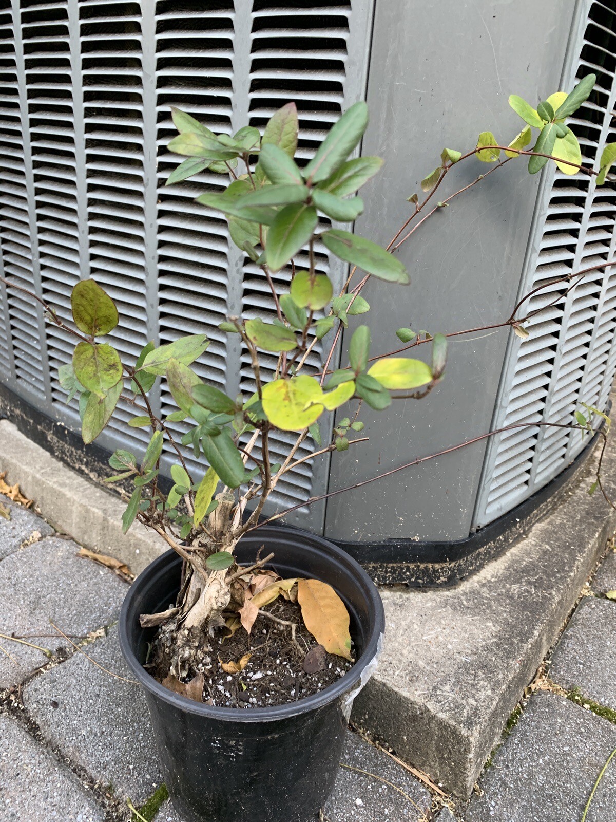 Exact plant Lonicera japonica bonsai (Japanese honeysuckle), 4-5 year old