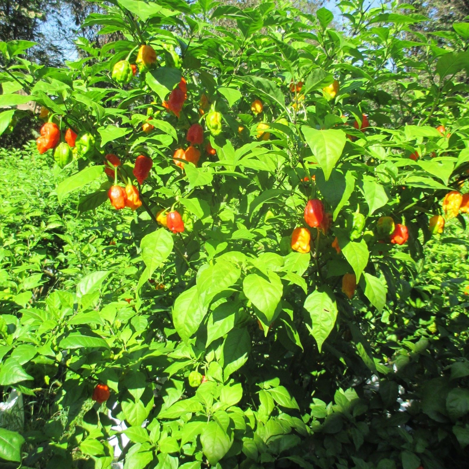 Lot of 3 (75+ DAYS OLD) CAROLINA REAPER Super Hot Pepper LIVE PLANTS