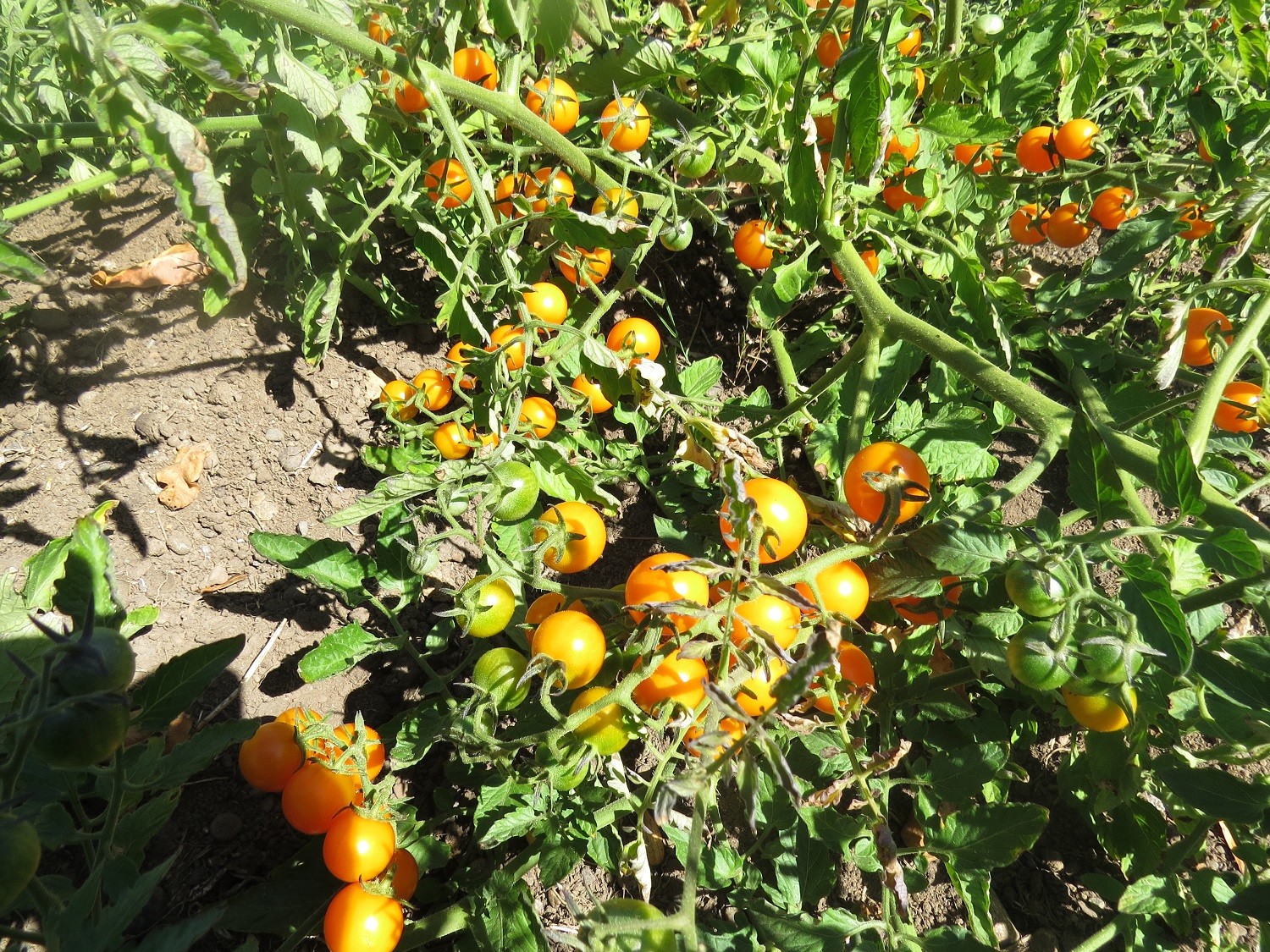 MPB#5 Sunsugar Tomato Seeds Garden Seeds 25 To 1,000 Seeds Quantity Sun Sugar