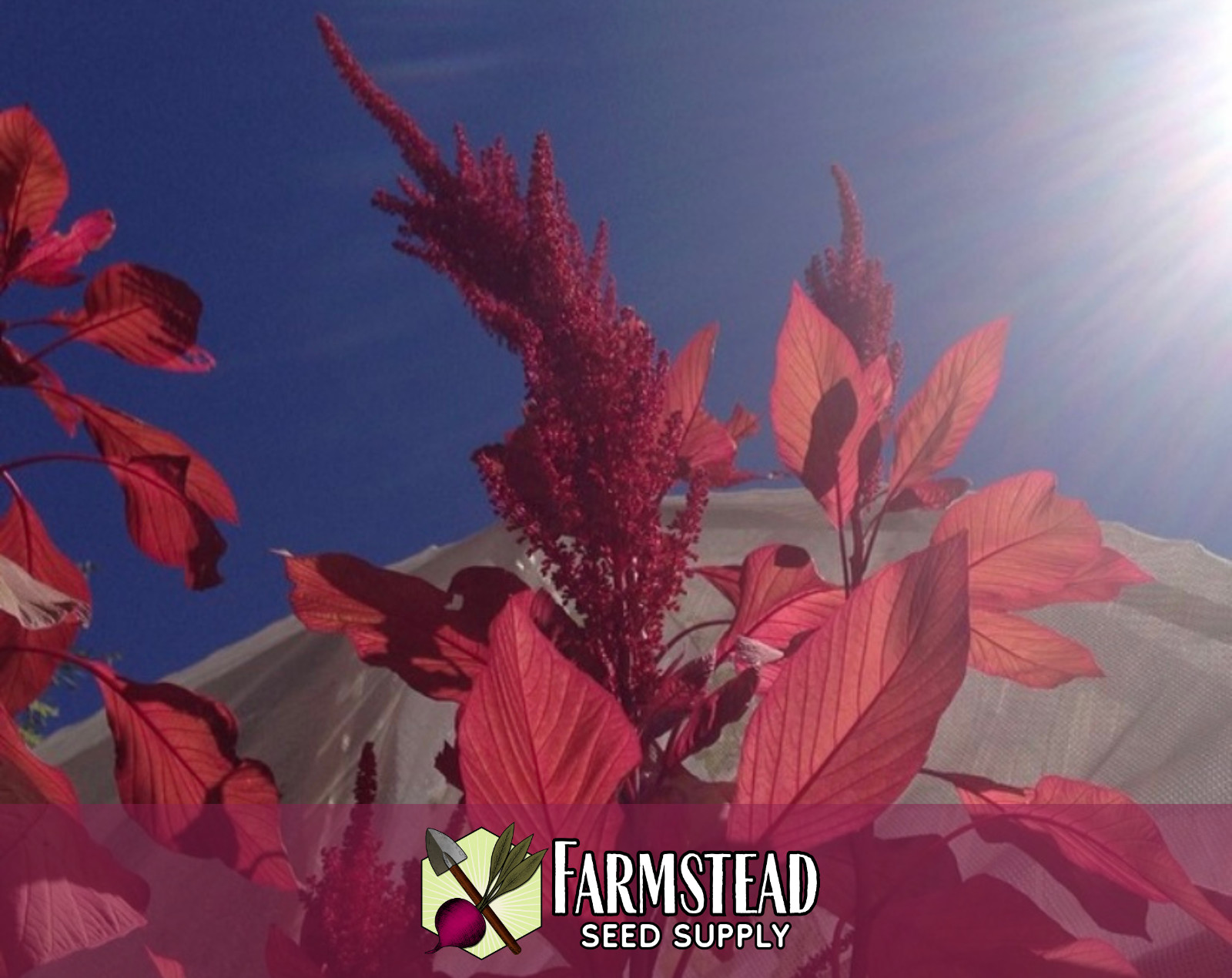 5,000+ Amaranth Seeds [Red Garnet] Gardening Seed Packet, Heirloom, Non-GMO