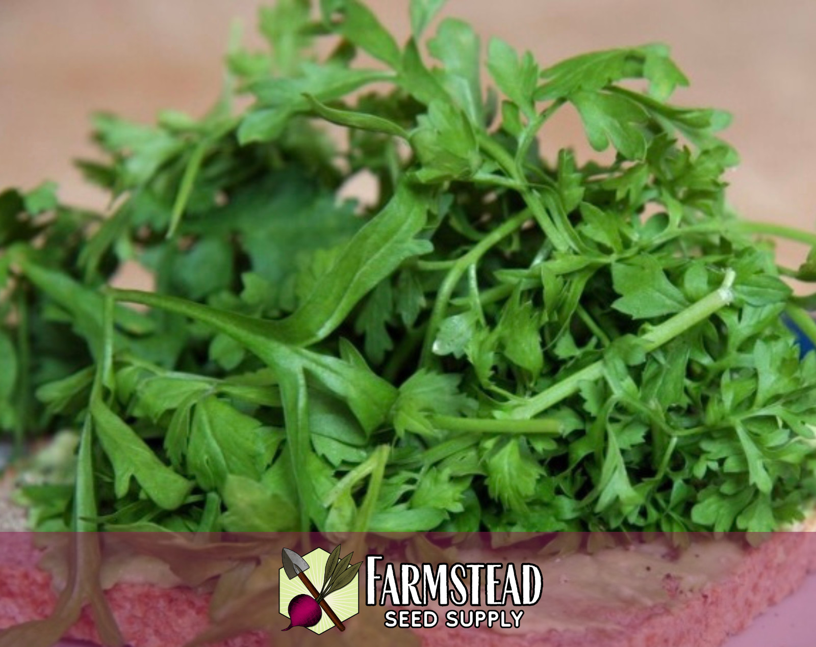 1,500+ Curled Cress Seeds | Asian Herb / Vegetable Gardening Seed Packet