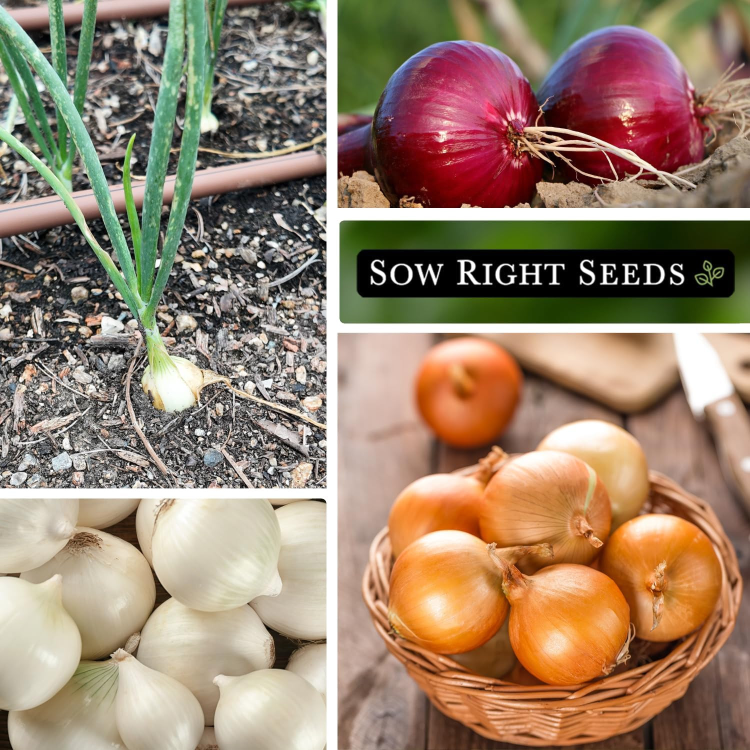 – Short Day Onion Seed Collection for Planting – Red Creole, Crystal White Wax,