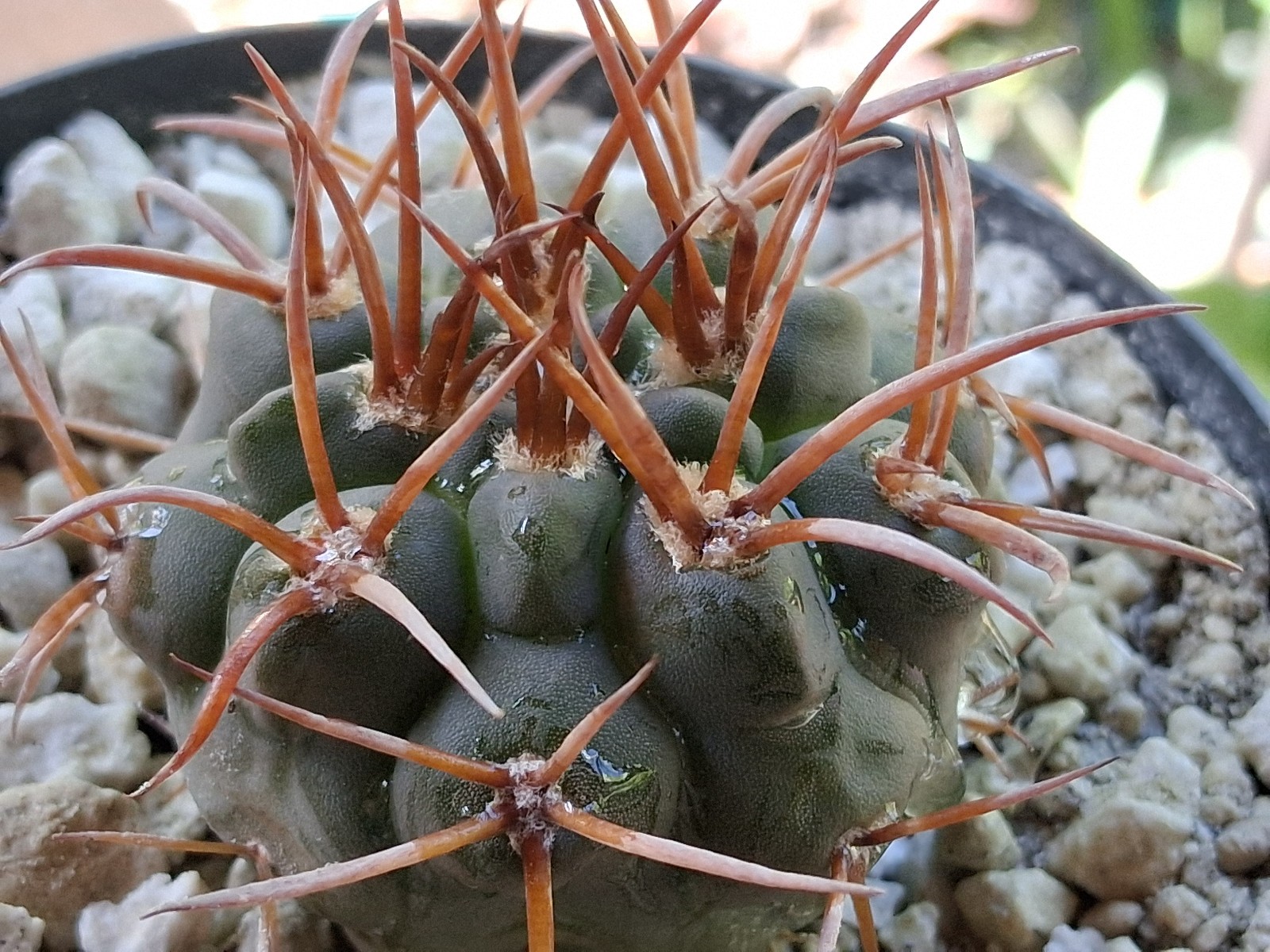 Rare Gymnocalycium mazanense Live Cactus Argentine Collector Succulent
