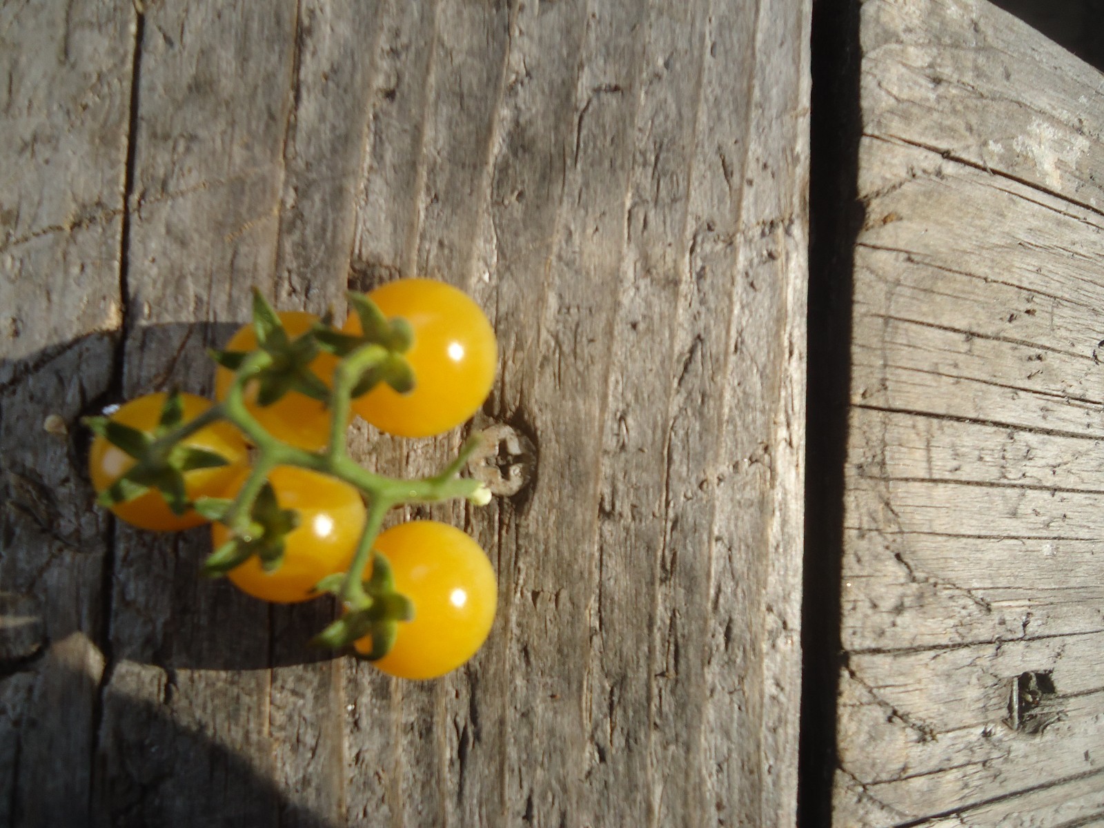 Coyote wild tomato HEIRLOOM Seeds of Life 20 Seeds