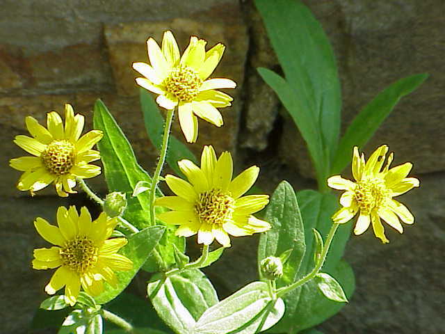 50 Arnica chamissonis seeds – Meadow Arnica Seeds – Beautiful Flower!