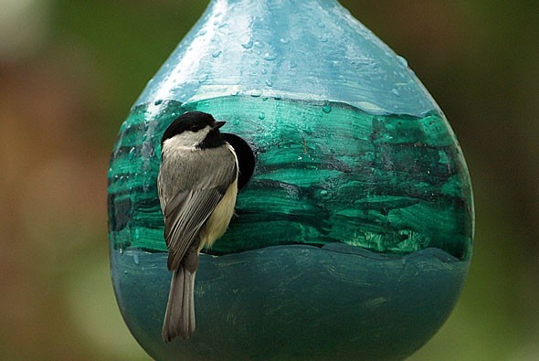 Birdhouse Bottle Gourd Seeds, Lagenaria siceraria