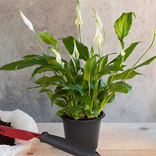 100-Pack 0.5 Gallon Plant Nursery Pots, Plastic Pots for Flower Seedling, Flower