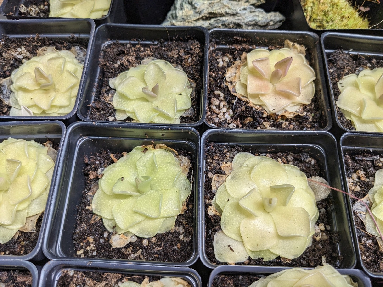 Pinguicula Butterwort (morenensis / wesser)
