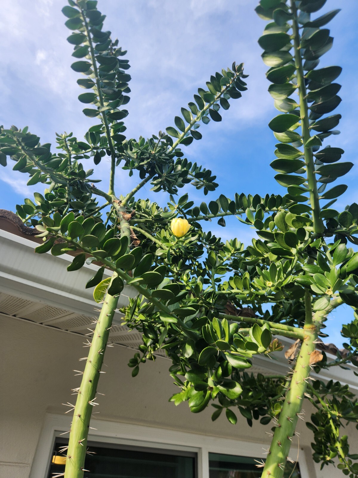 5x GIANT Pereskiopsis. 5″ Cuttings. Grows 15 ‘+ And Thicker than Soda Can. HUGE