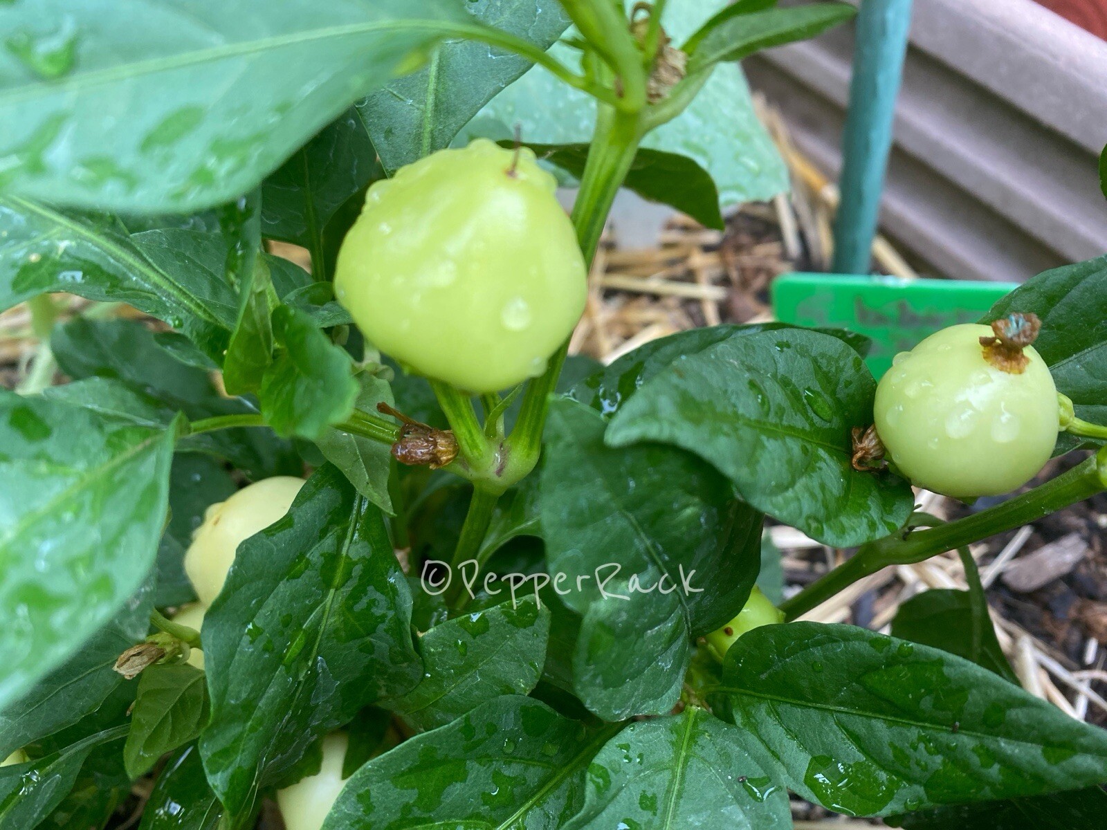 RARE✿ NEW! Turkish Heirloom Biberiye Hot Pepper 15 Seeds ● Great for Pickling