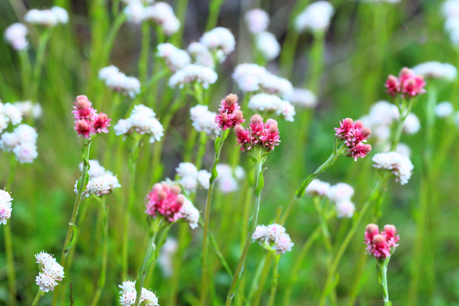 20 RED PUSSYTOES Pink RedTinted Antennaria Dioica Rubra Everlasting Flower Seeds