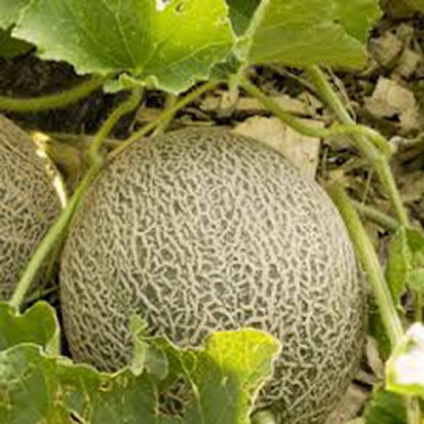 MUSKMELON SEED, EDISTO 47 SWEET, HEIRLOOM, NON GMO, 25+ SEEDS, MELLON