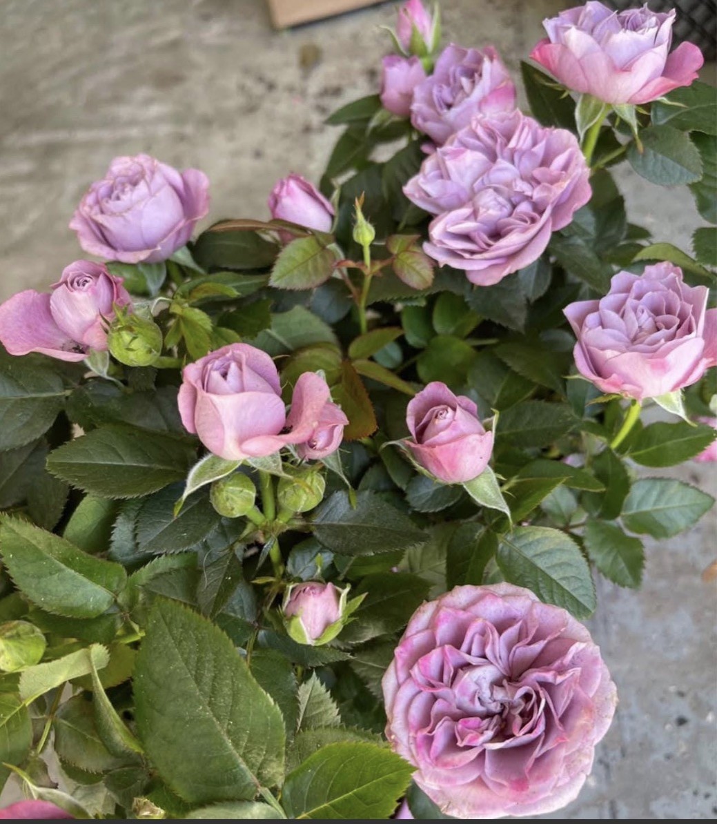 Small Light purple miniature starter live plant.4”-8”. Sales is final.