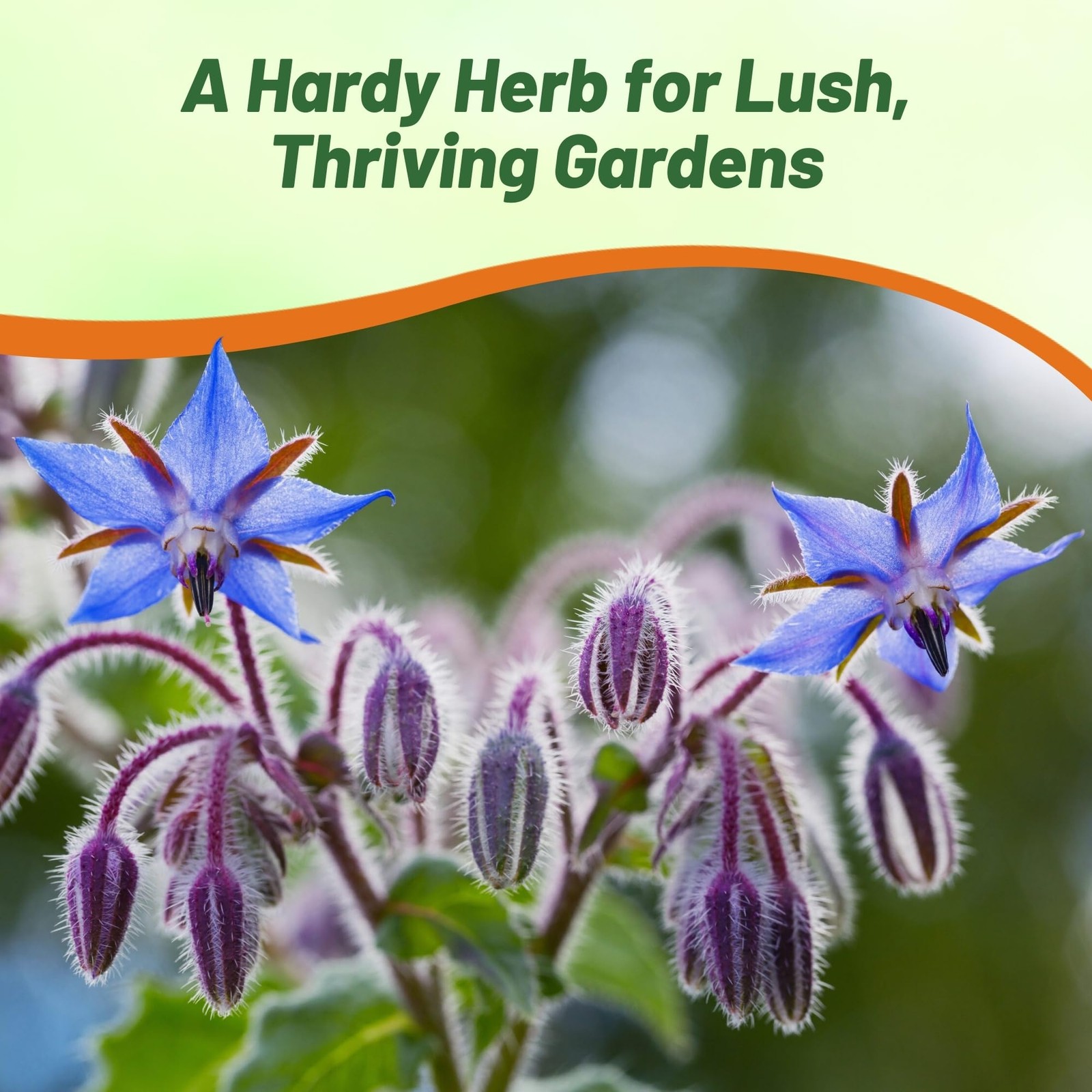 5 LBS Heirloom Borage Herb Seeds For Microgreens or Sprouting