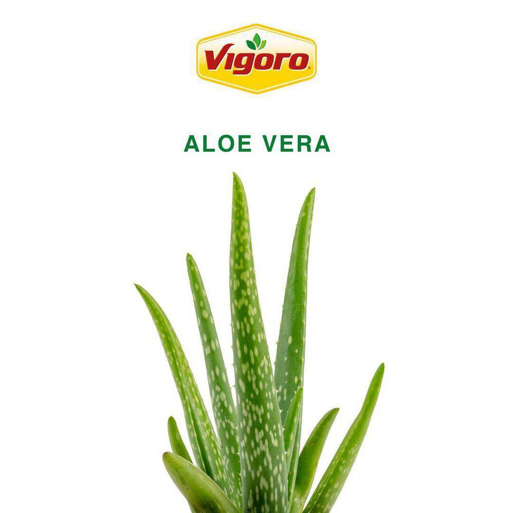 Aloe Vera Indoor Plant in 4 In. Decor White Pot, Avg. Shipping Height 7 In. Tall