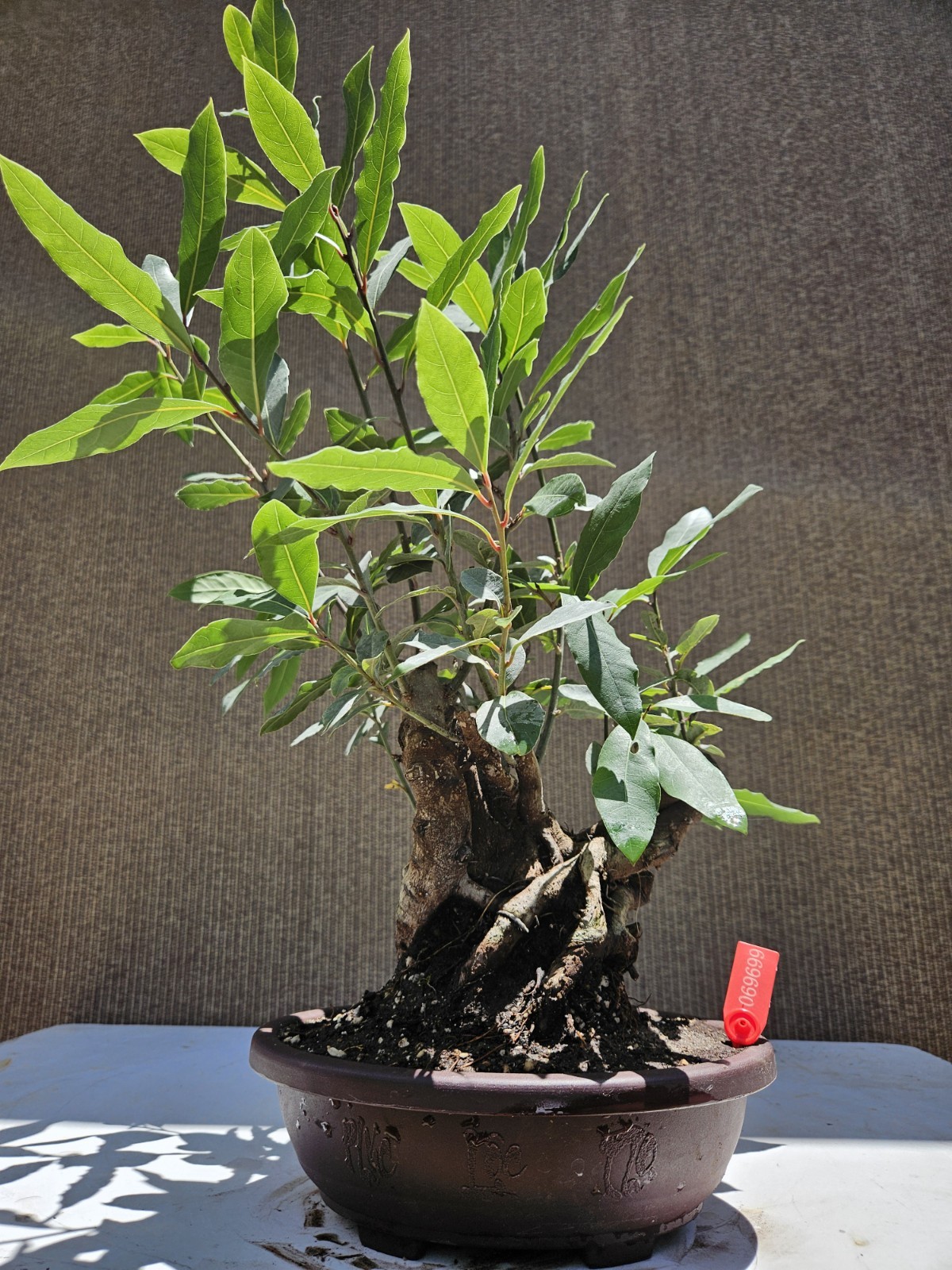 Old Sweet Bay Leaf ( Bay Laurel ) Bonsai Tree,,, SALE