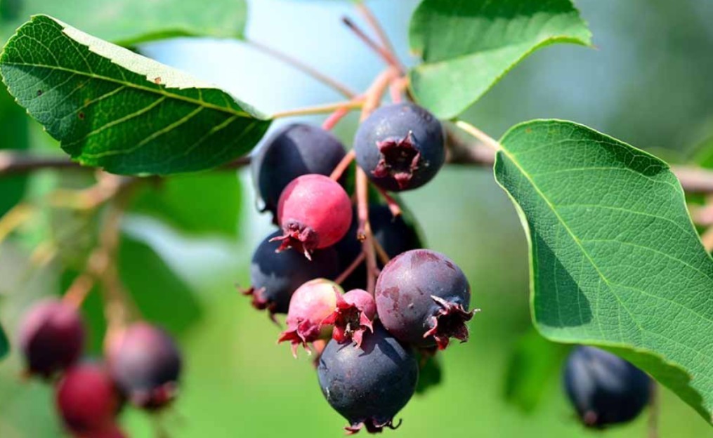 10 Fresh Cuttings Serviceberry Amelanchier Juneberry Tree Native Fruit Flowering