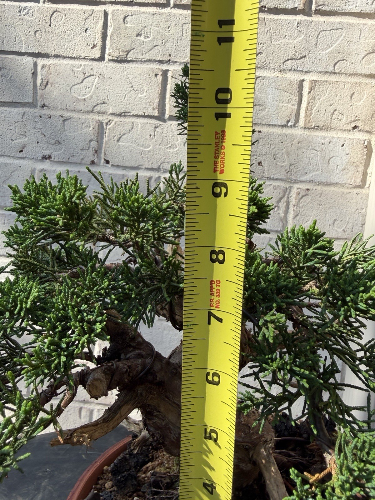 Bonsai Tree Kishu Shimpaku Juniper