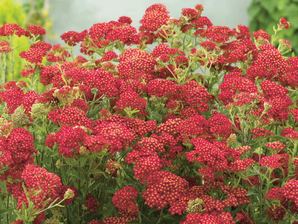 Yarrow Paprika 25 Plants in 3-1/2 inch Pots