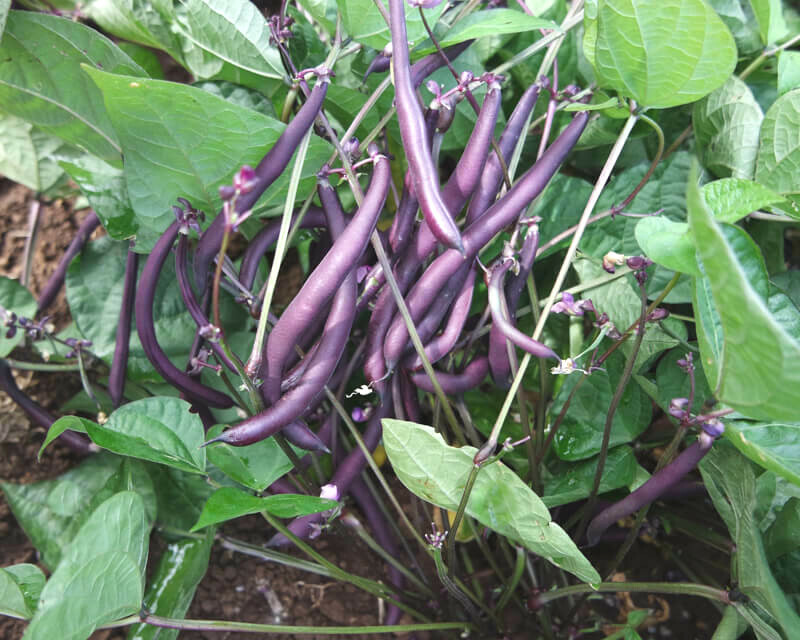 BULK 3 Colors Mix Bean Seeds (Mardi Gras) | Purple, Yellow, Green Tricolor 2024
