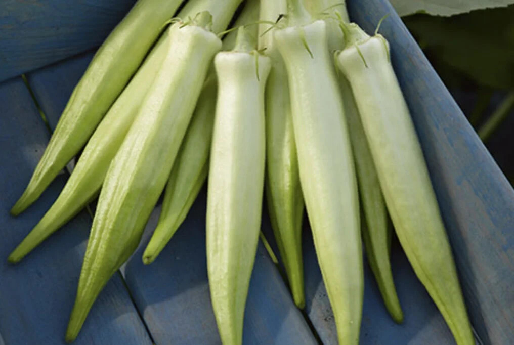 Rare NON-GMO Silver Queen Okra seeds Heirloom Open Pollinated Easy to Grow!