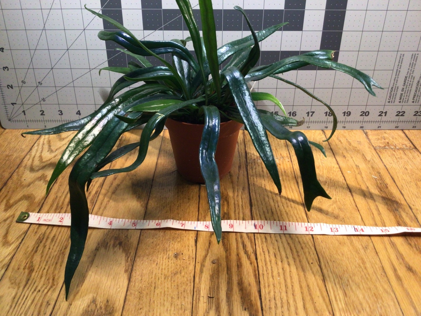 Blue Oil Fern “Microsorum Thailandicum” Large Full Iridescent 4 Inch pot 15”