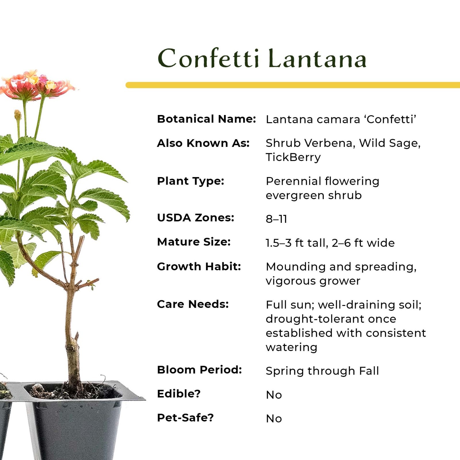 Confetti Lantana in 2.5” Nursery Cubes (Lantana camara ‘Confetti’) | Live Plants