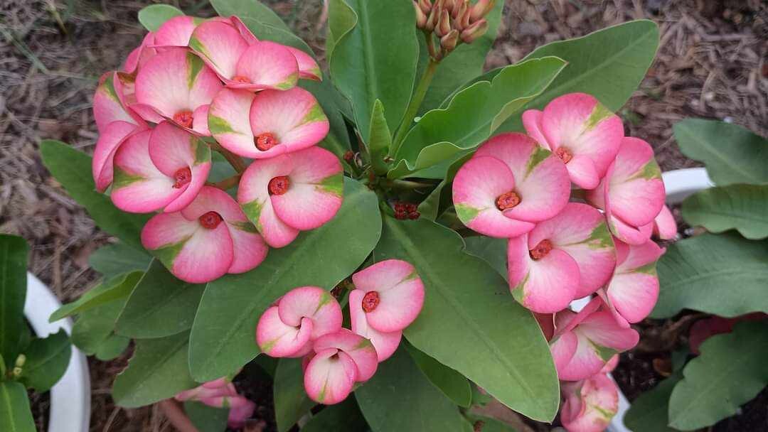 Rainbow Crown Of Thorns Cutting (1 Count/No Roots)