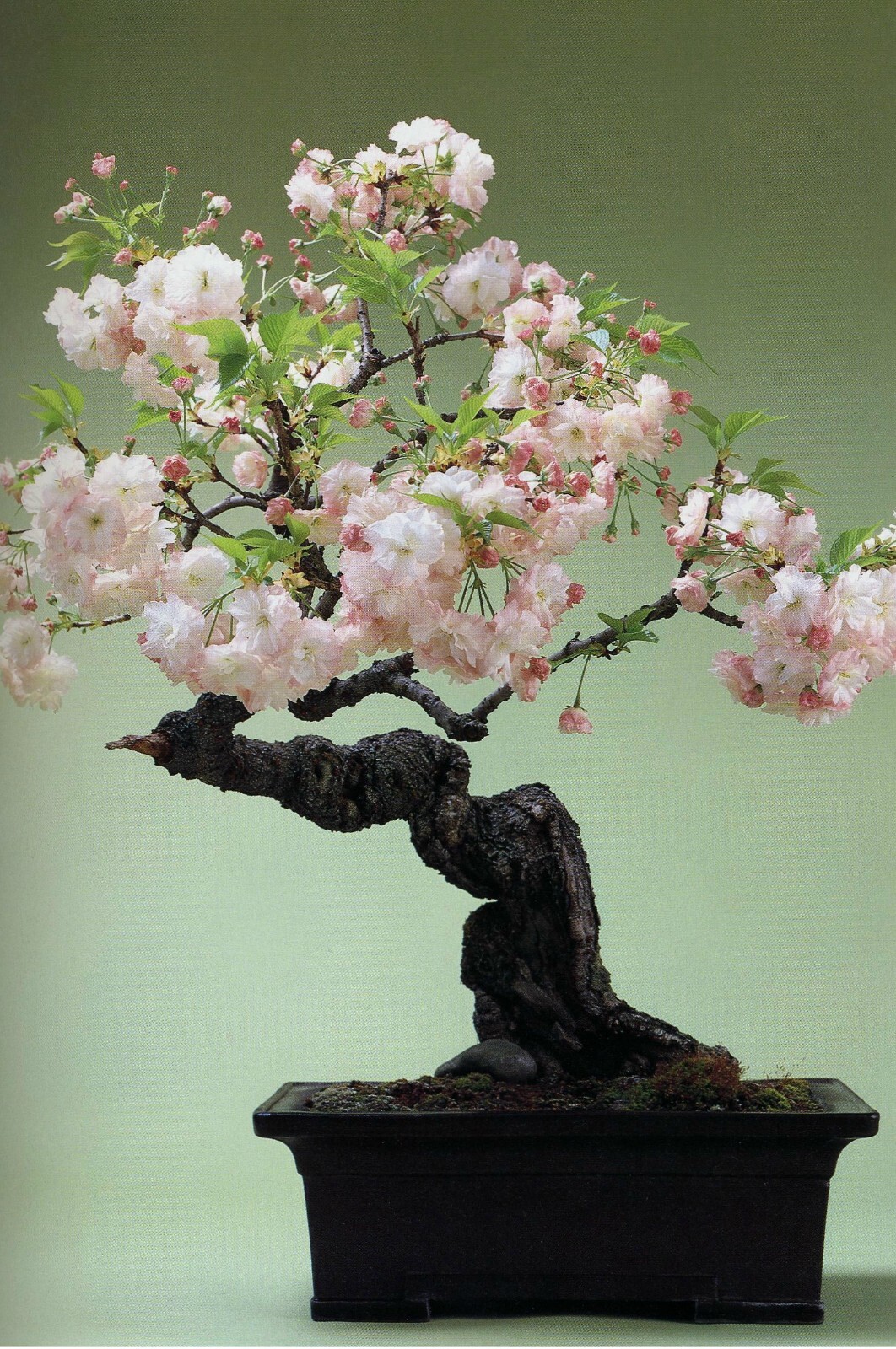 Japanese Flowering Cherry, Prunus serrulata, Tree Seeds