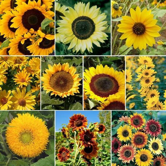 Sunflower SUNNY Mix Landscaper’s Pack Bulk Non-GMO Hummingbirds 250 Seeds!