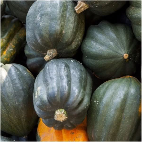 Table Queen Acorn Winter Squash Seeds For Planting (Cucurbita pepo)