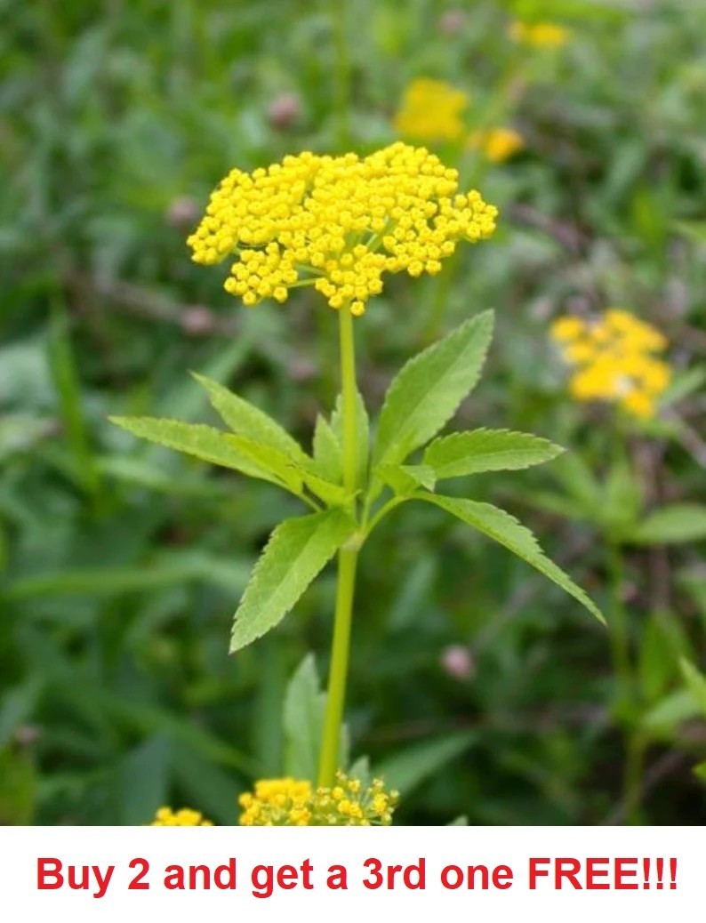 300+ Golden Alexanders seeds Zizia Aurea (approx.)