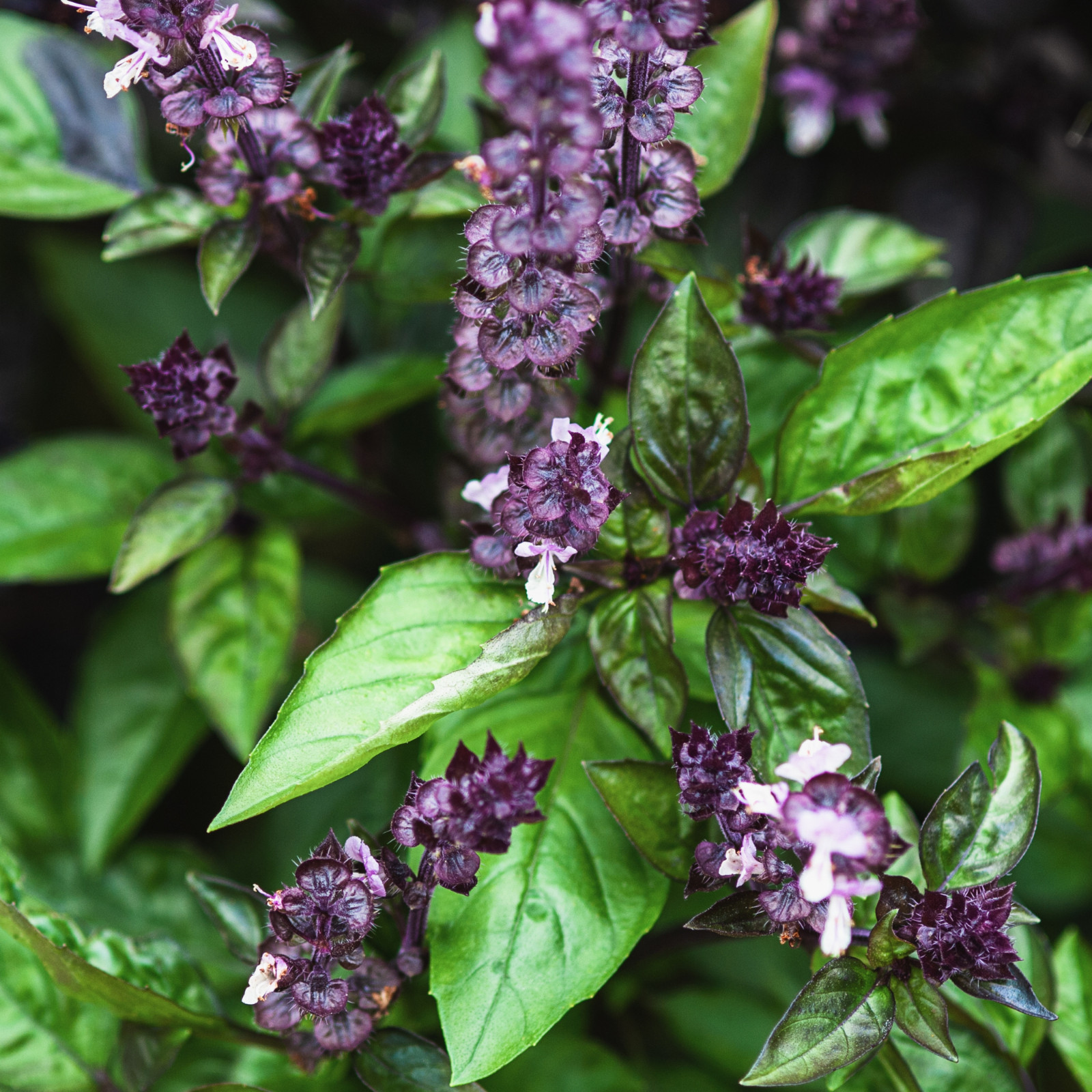 Cinnamon Basil Seeds | Heirloom | Non-GMO | Fresh Herb Seeds