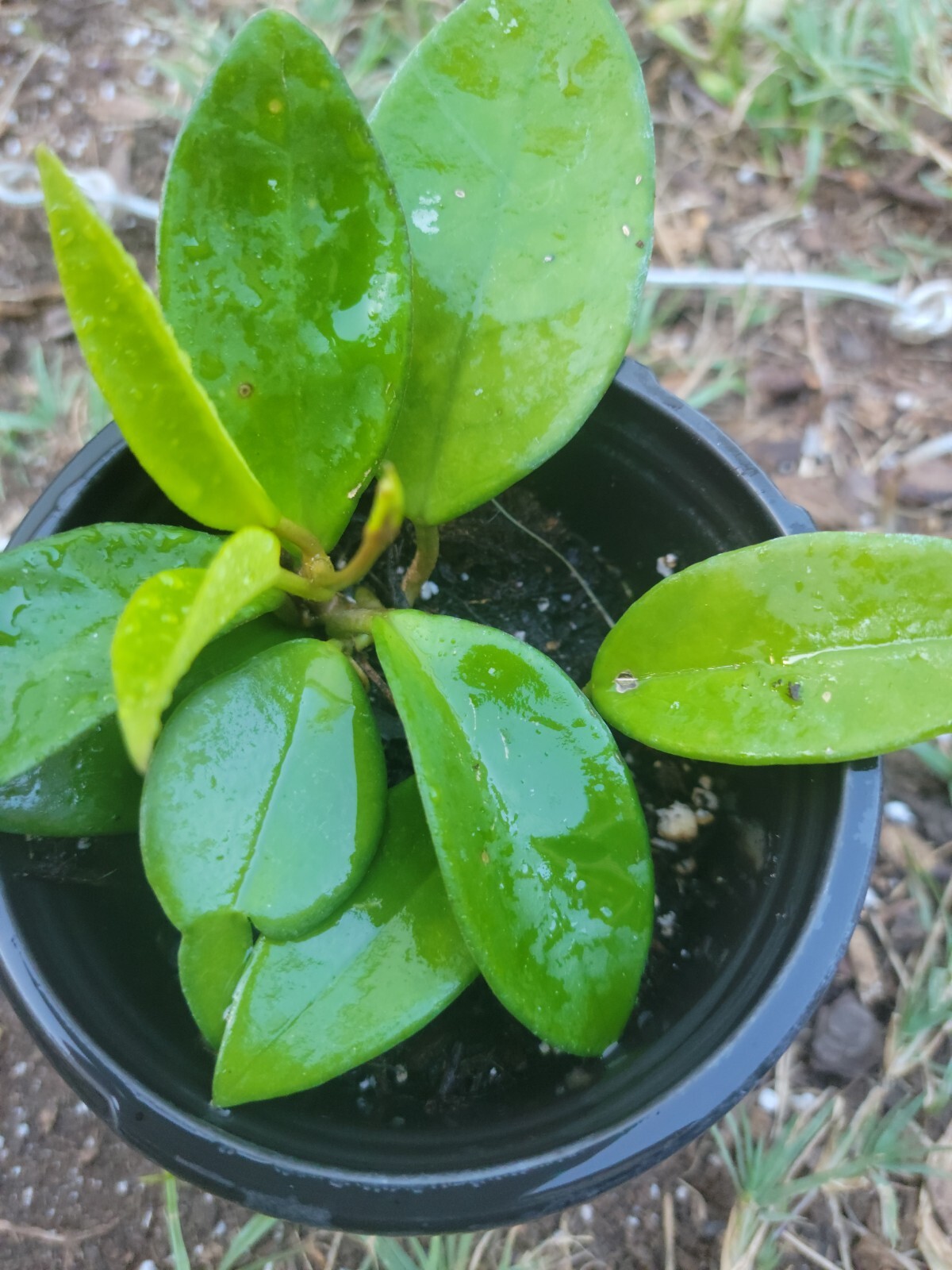 Hoya Chelsea plant in 4 Inch