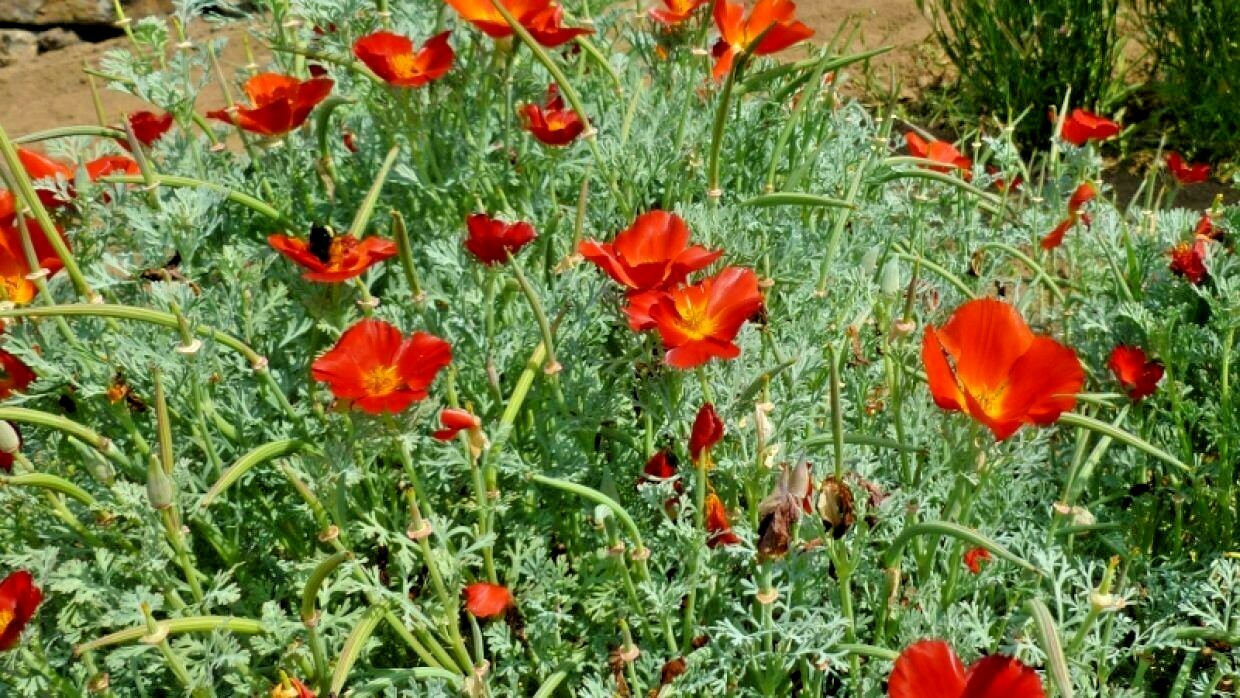 1001+RED CHIEF CALIFORNIA POPPY Flower Seeds Native Wildflower Garden Container