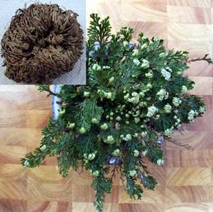 Rose of Jericho Resurrection Fern – Polypodium – 1 Count (Pack 1),