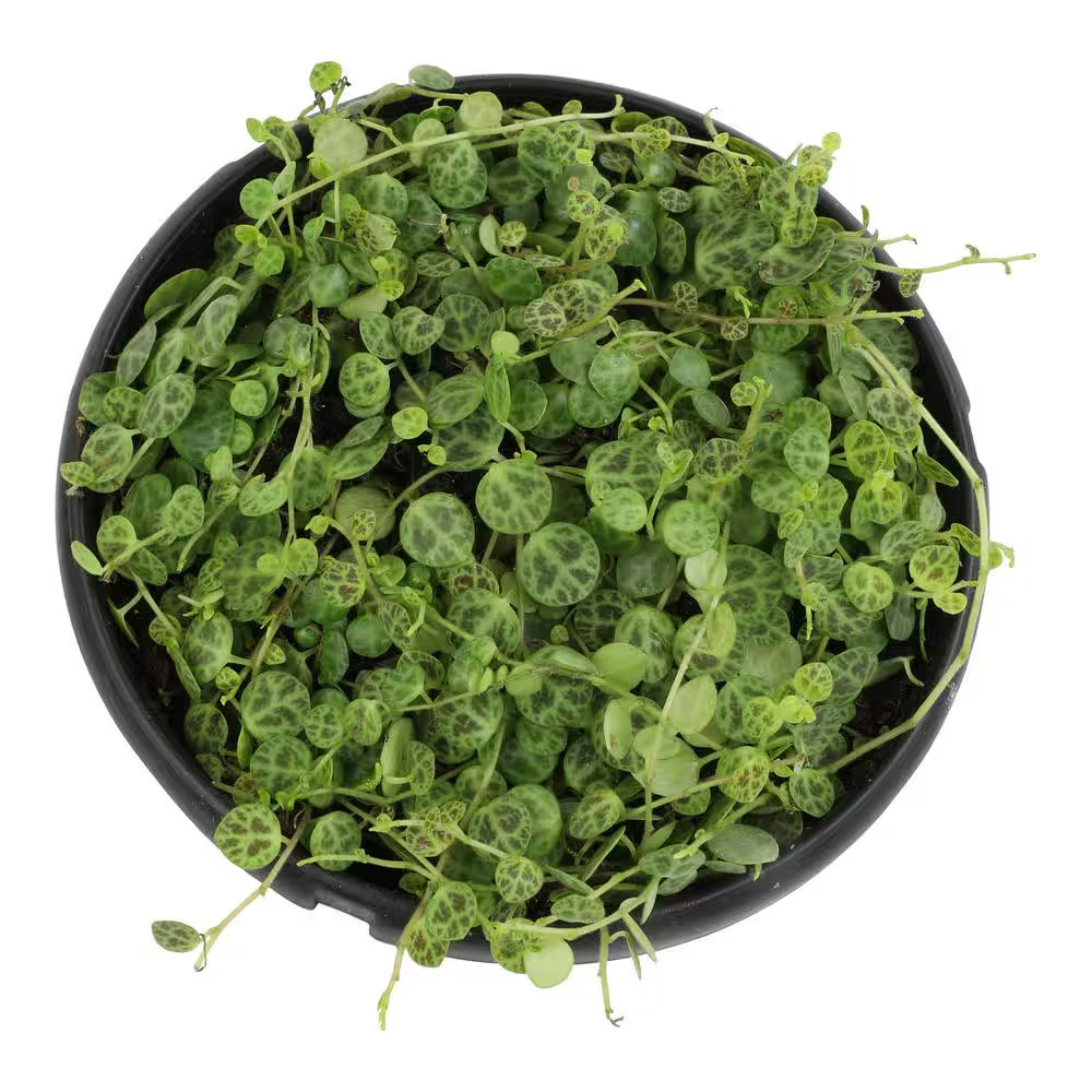 6 In. String of Turtles (Peperomia Prostrata) Live Houseplant in Hanging Basket